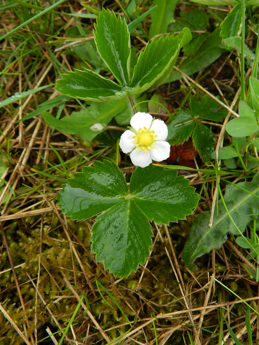 Fragaria viridis